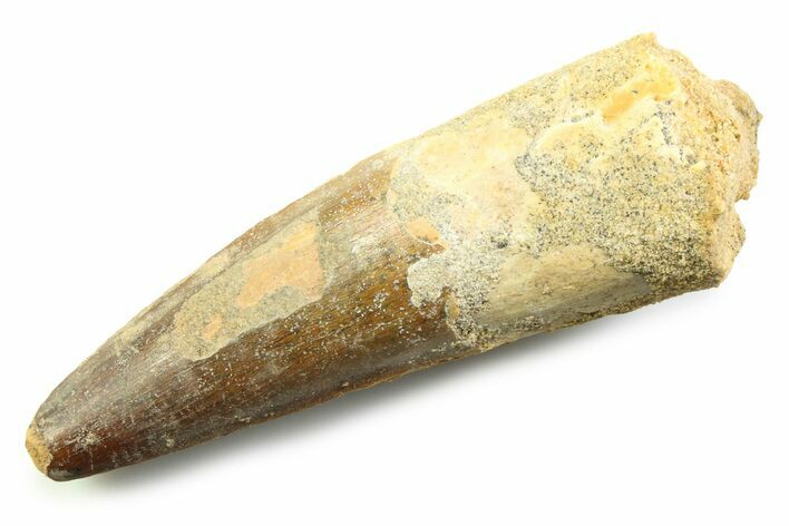 Fossil Spinosaurus Tooth - Real Fossil Tooth #357686